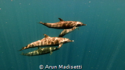 Common Dolphin flyby (sealife micro3) by Arun Madisetti 